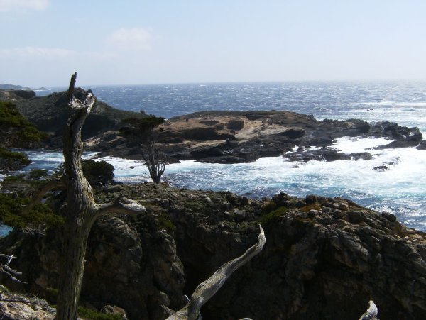 Looking South  to that lone cypress and beyond