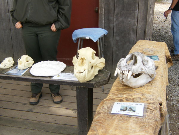 Elephant Seal Skull