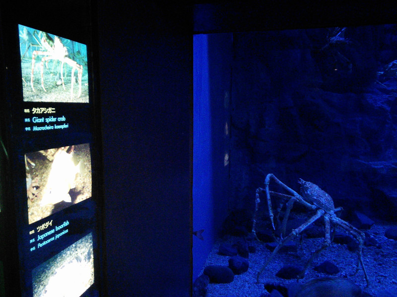 Giant Spider Crab tank