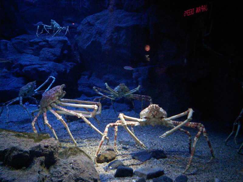 Giant Spider Crabs