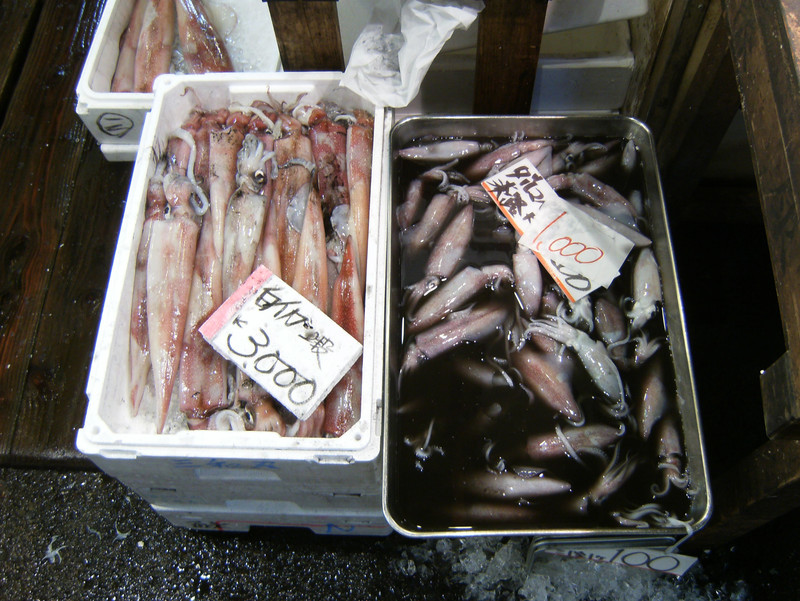 3000 Yen Squid