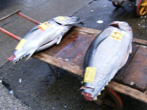 Tuna sans tails