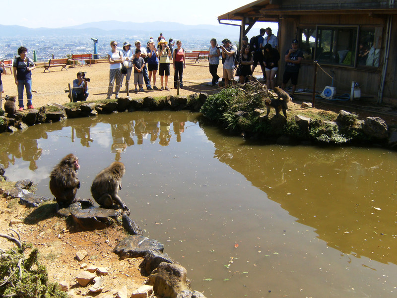 Even Monkeys like to hang poolside