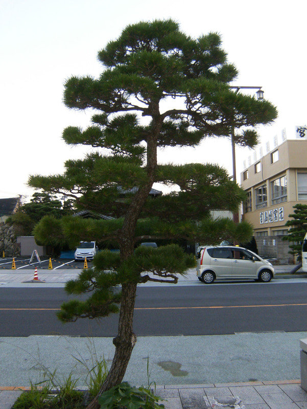 Japanese White Pine?
