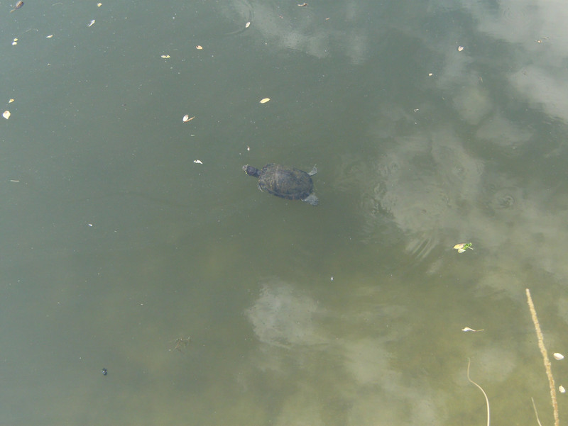 Turtle in Moat