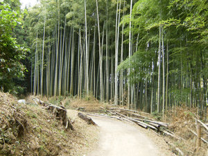 Bamboo Stand