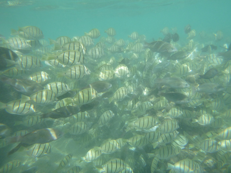 Mostly Convict Tang