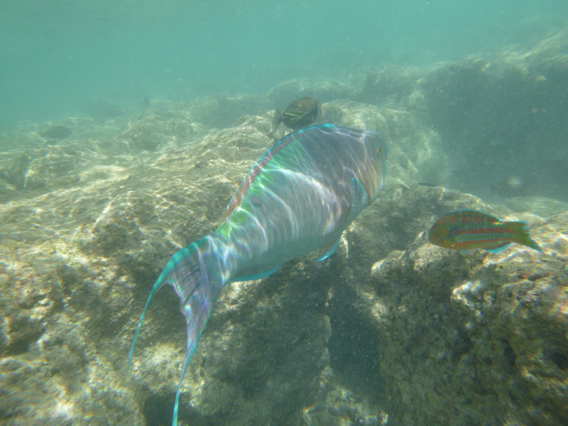 Big Parrotfish
