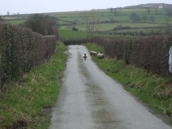 Some Sheep in the Street
