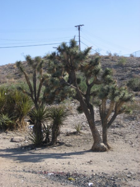 A real Joshua tree (actaully growing in a gas station carpark)