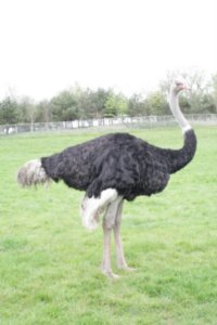 An ostrich? In England? Longleat actually has a safari park...!