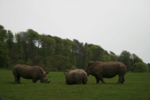 The Rhinos 