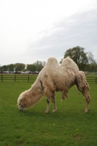 A much more docile Longleat resident, the camel.