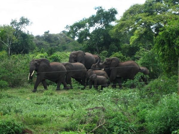 Elephants on the road!