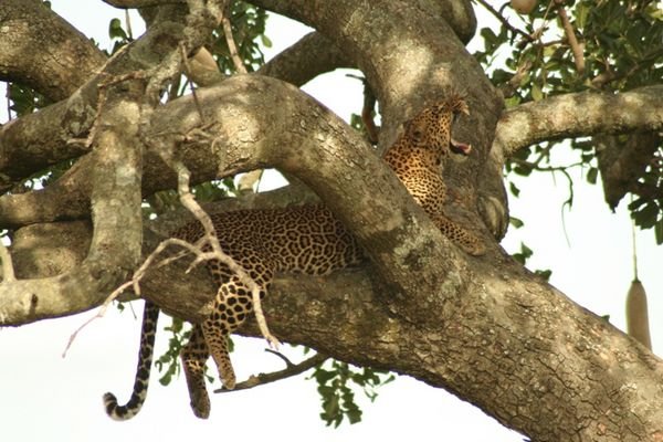 A Leopard in a Tree!