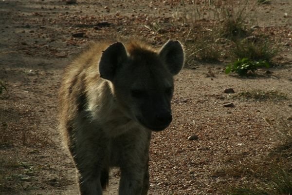 A Hyena