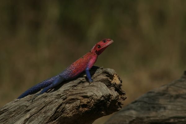 Colorful lizard