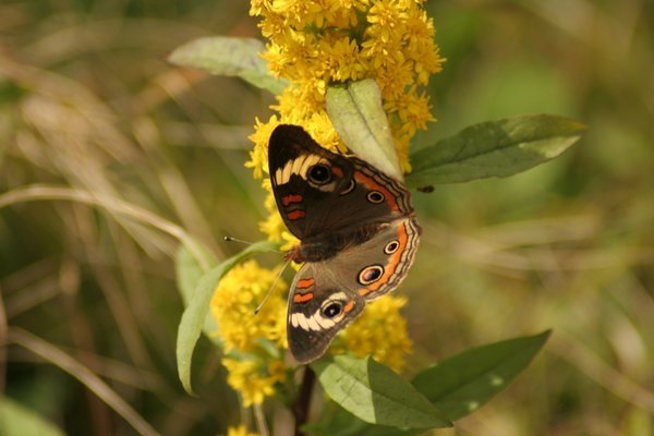 Butterfly in Spence Field