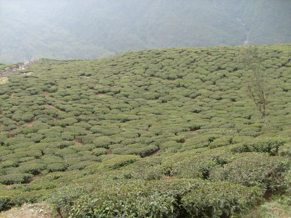 Orange Valley Tea Estate