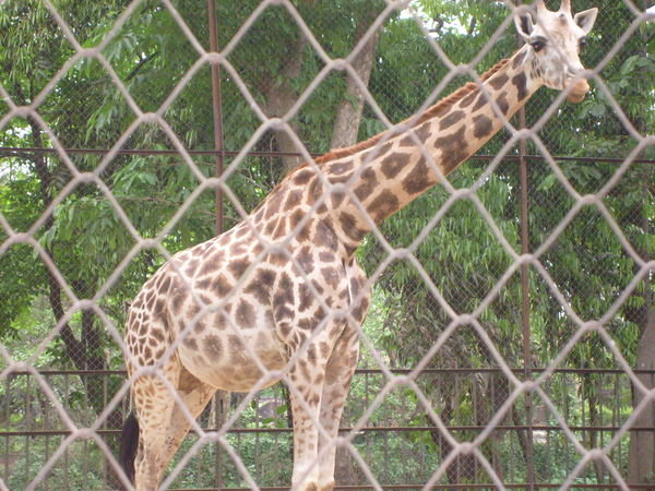 Calcutta Zoo