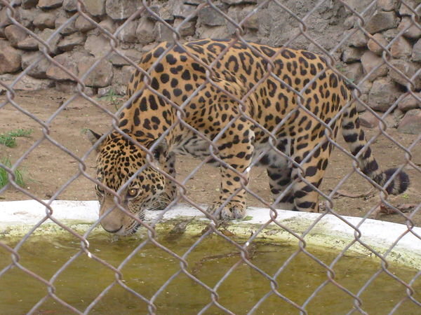Calcutta Zoo
