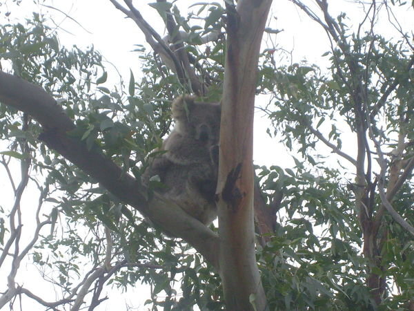 Same Koala