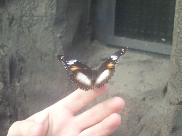 Steveo Butterfly whisperer