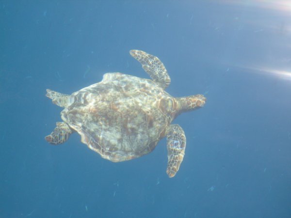 A Green Turtle at Whitehaven