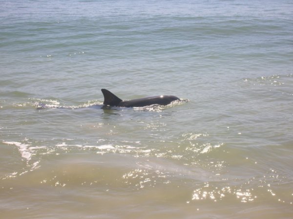 My Dolphin friend!
