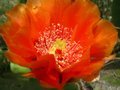 Cacti Flower