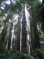 Sunlight through the redwoods