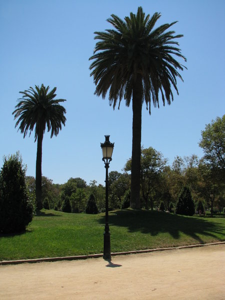 Palm Trees in Parc de la Ciutadella