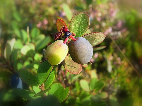 Berries on the hillside 
