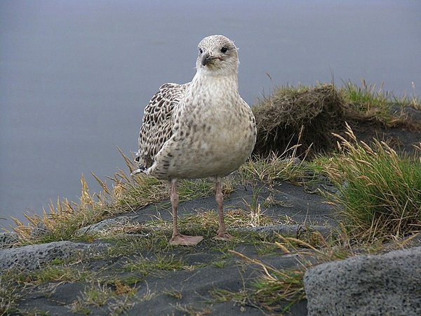 Young gull 