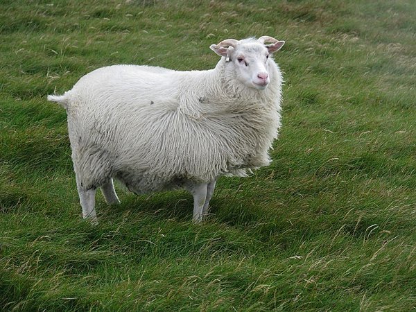 Icelandic sheep 