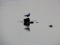 Bird on Lake Myvatn 