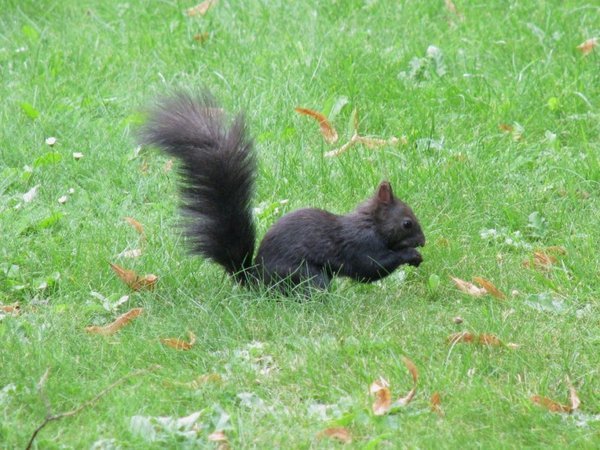 black squirrel timing