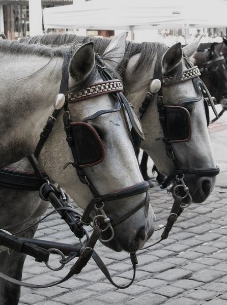 Horses in Vienna 