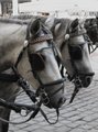 Horses in Vienna 