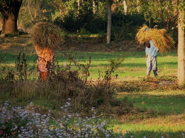 Local women working in the fields