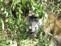 Baboon at Victoria Falls