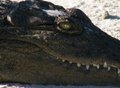 Never smile at a crocodile