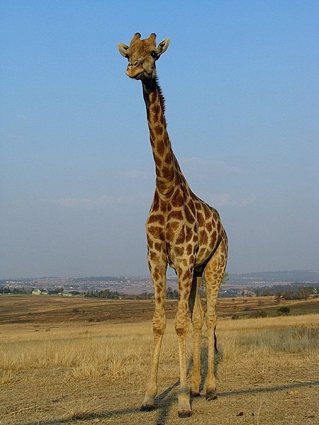 Gambit, one of our resident giraffes