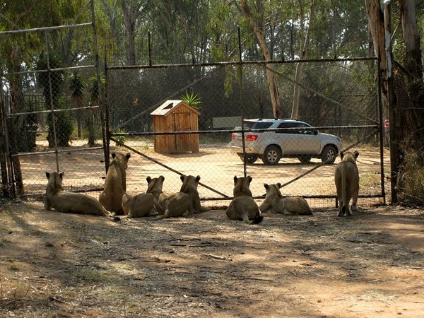 Lionesses on safari