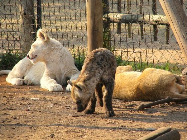 White and brown lions, and Princess the hyena