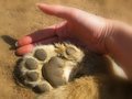 Baby paws