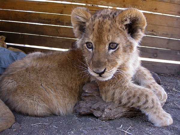 Cute cub