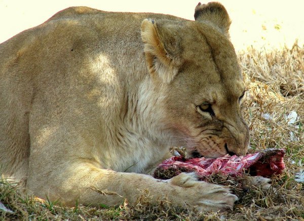 Lioness on the 'Big Feed'