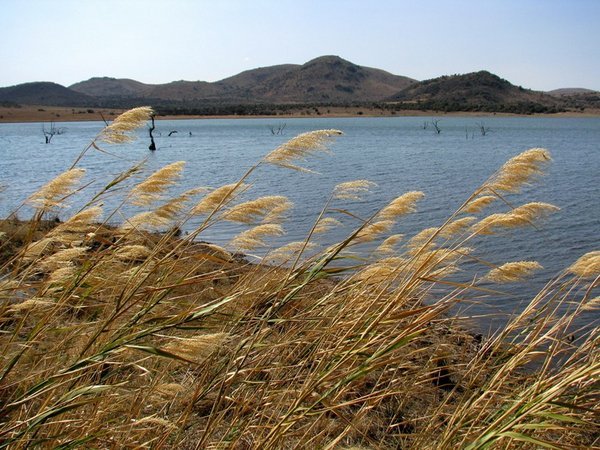 Reeds by the lake