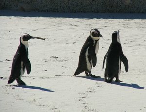Penguins out for a stroll